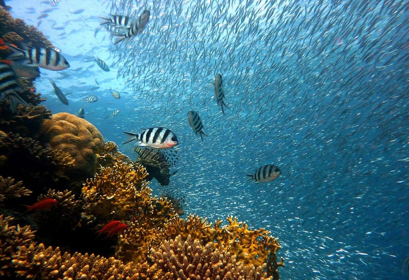 Coral Cove